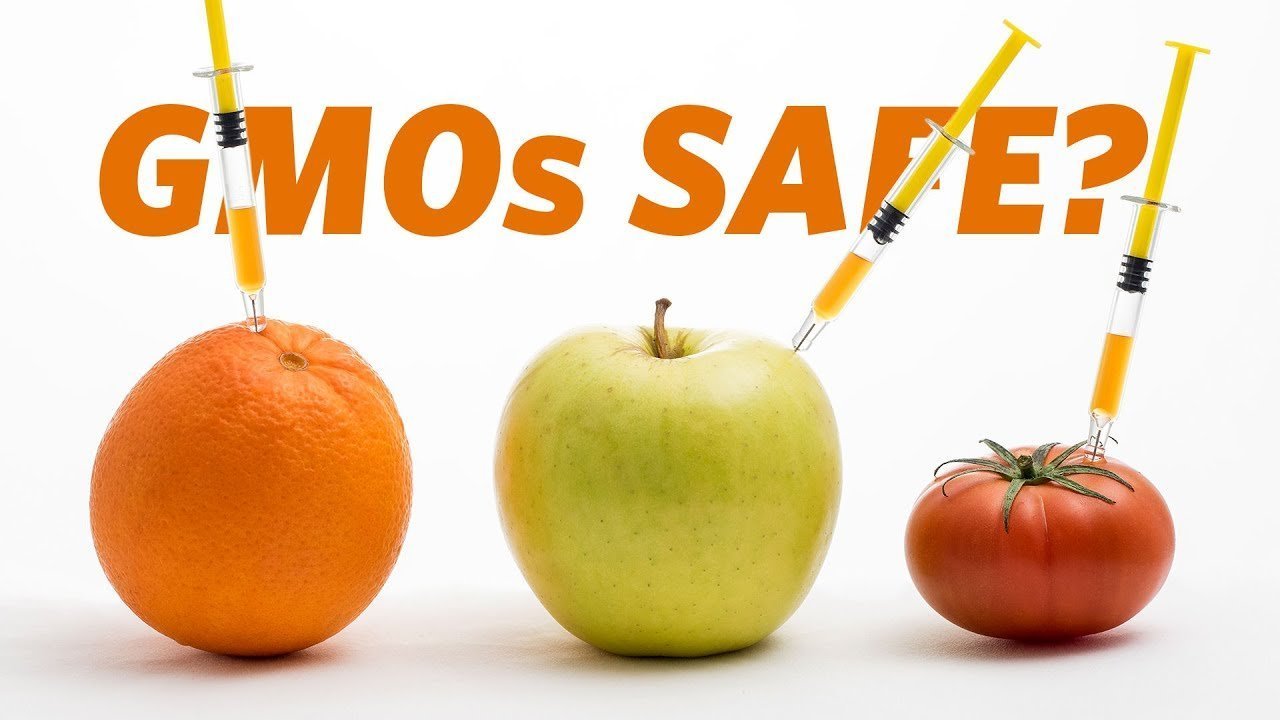 GMOs what are they and are they reliable